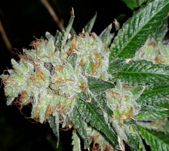 Bubba Kush Telluride Bud Company Bubba Kush Telluride Bud Company